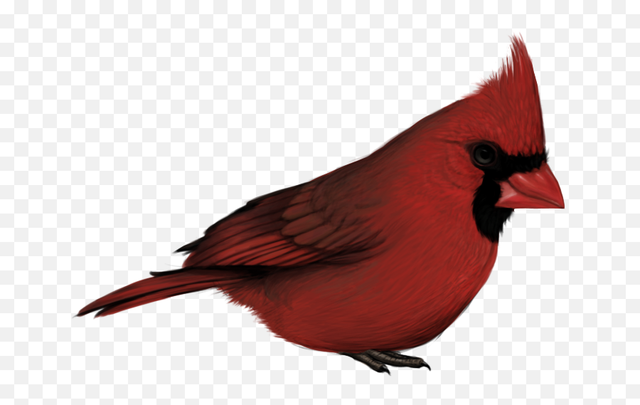 The Most Edited - Transparent Red Bird Png Emoji,Cardinals Emoji