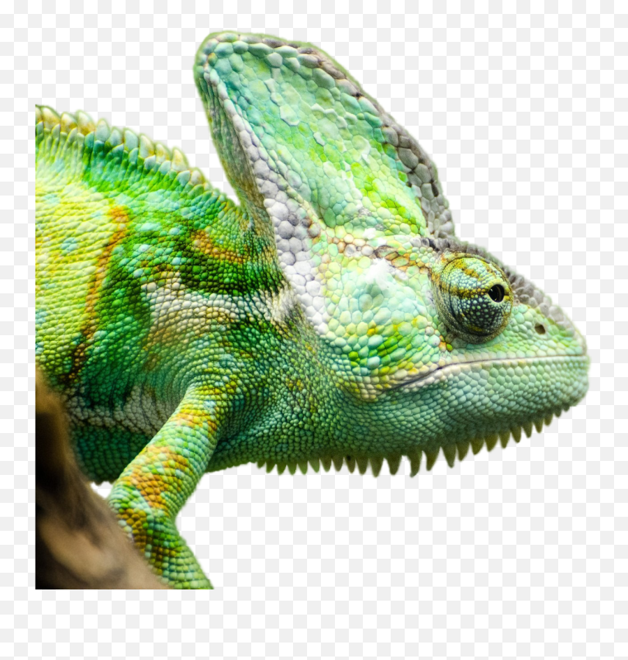 Green Iguana - Chameleon 4k Emoji,Chameleons Color Emotions