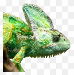 Green Iguana - Chameleon 4k Emoji,Chameleons Color Emotions