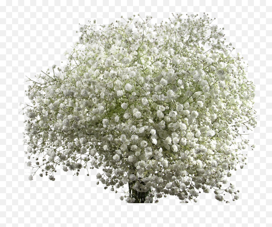 Gypsophila U2013 Rio Roses Emoji,Sweet Emotion Stems