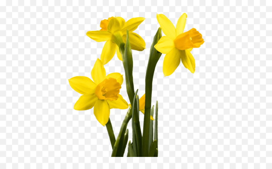 Home - Brightside Foundation Emoji,Daffodil Emoticon Facebook