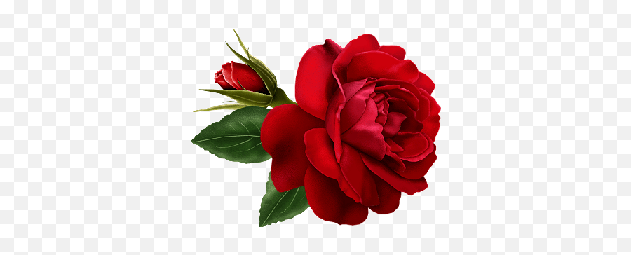 Flowers And Roses Live Wallpaper 10 Apk App Free Download Emoji,Rose Bouquet Emojis