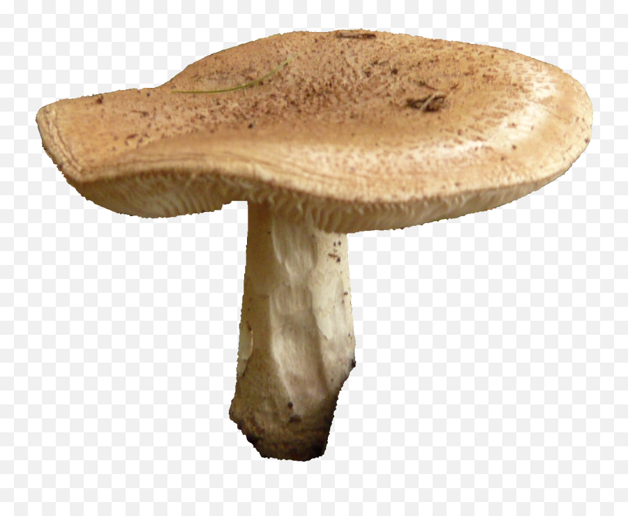Mushroom Hunting Hericium Erinaceus Chanterelle Umbrella Emoji,Musrhoom Emoji