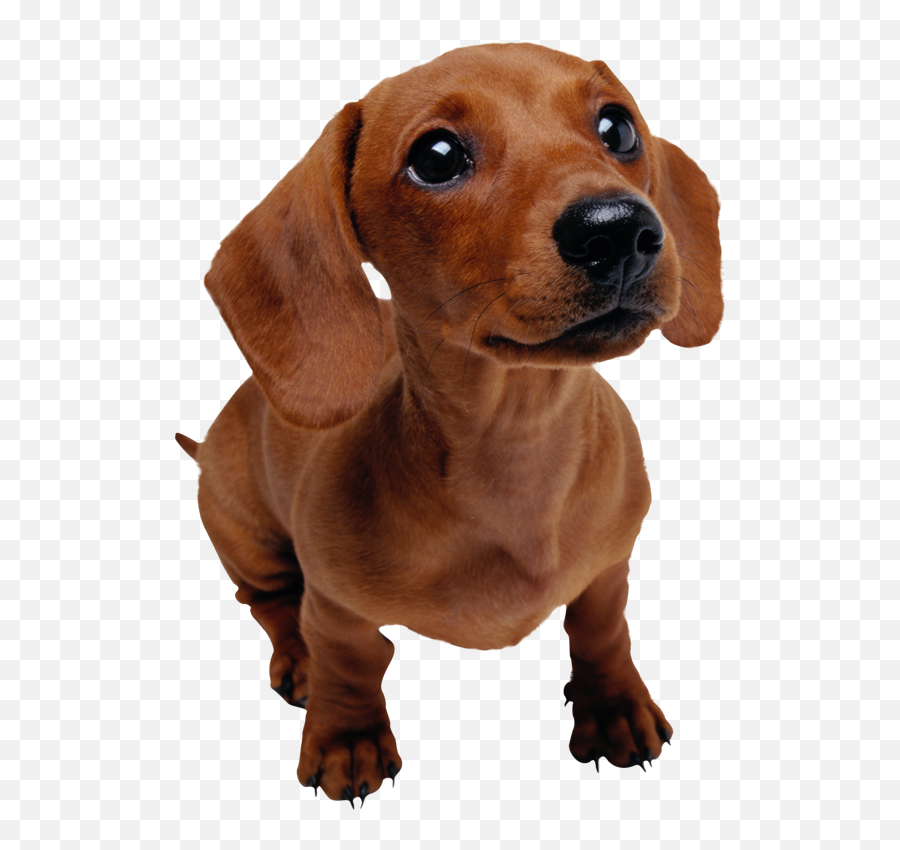 Edit - Dachshund Png Emoji,Weiner Dog Emoji