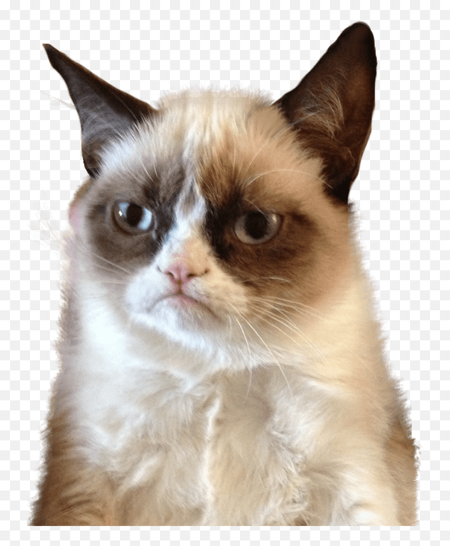 Transparent Cat Meme Page 2 - Line17qqcom Emoji,Sad Cat Emoji