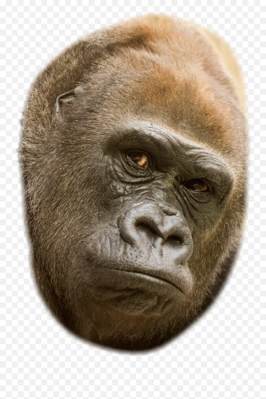The Most Edited Emoji,Gorilla Emoji