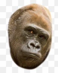 The Most Edited Emoji,Gorilla Emoji