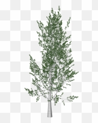 Noah Travis Phillips Scoby For Rpg Reh Co Rhizome - River Birch Emoji,Rimshot Emoji