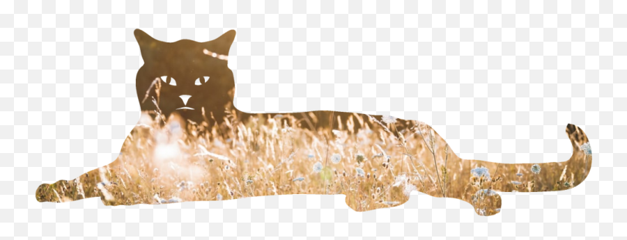 Warrior Cats Forums - Animal Figure Emoji,Cat Definitely Show Emotion