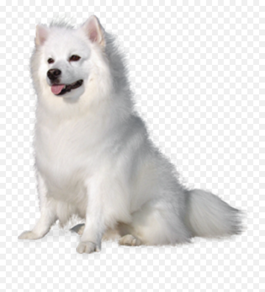 Sticker - Japanese Spitz Emoji,White Fluffy Dog Emojis