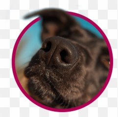 Vet Clinic In Cincinnati Bridgetown - Northern Breed Group Emoji,Jaap Animal Emotion