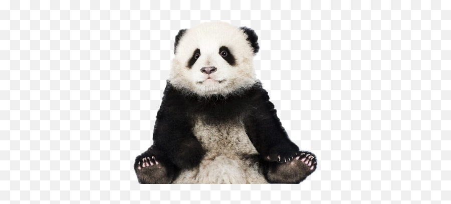 Panda Png Photos - Panda Transparent Background Emoji,Emojis Background Panda