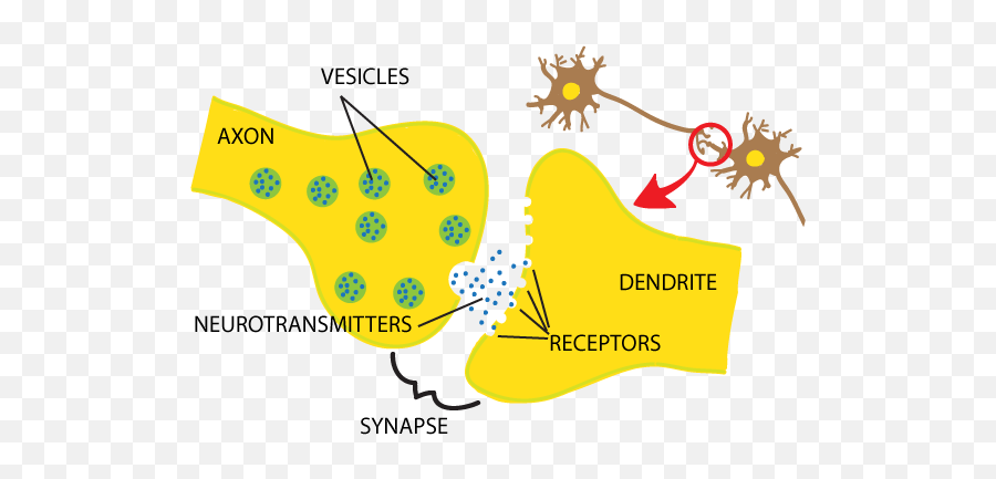 The Snappy Synapse - Synapse And Neurotransmitters Simple Emoji,Neurotransmitters And Emotions