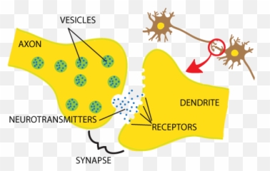 The Snappy Synapse - Synapse And Neurotransmitters Simple Emoji,Neurotransmitters And Emotions