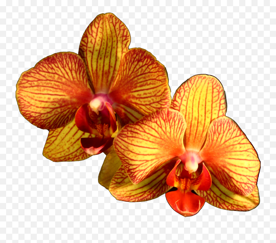 Download Plant Flower Moth Orange Orchids Orchid Clipart Png Emoji,Moth Emoticon