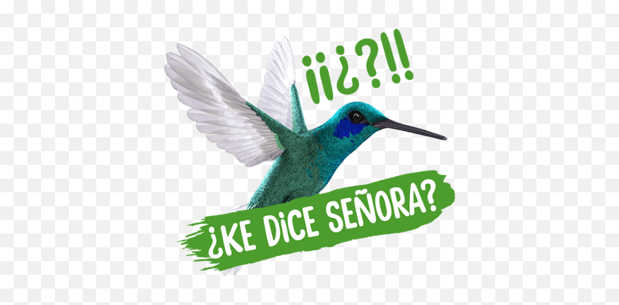 Colibró - Bee Hummingbird Emoji,Hummingbird Emoji