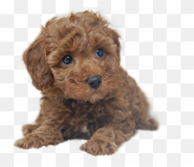 The Most Edited Dogs Picsart - Curly Emoji,Emoji Badges Imvu