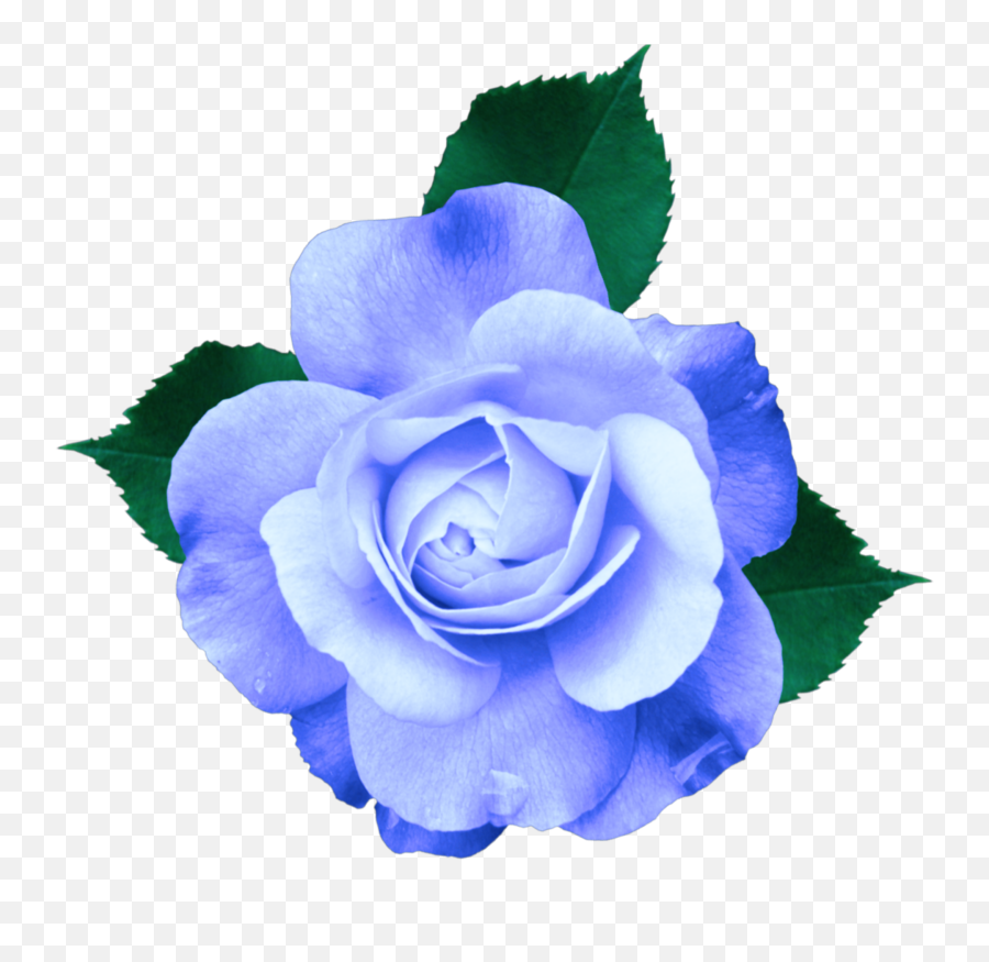 Mq Blue Rose Roses Flowers Sticker - Lilac Rose Transparent Bg Emoji,Blue Rose Emoji