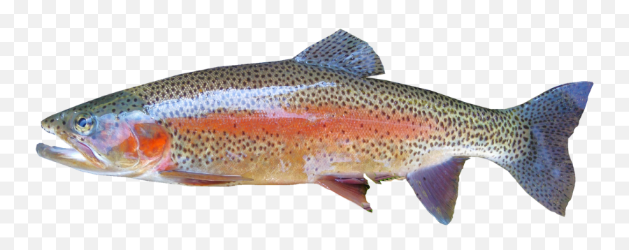 Httpsweeklyvillagercomrichard - Dviebranzsrstreetsboro Trout Fish Emoji,Mike Trout Emoji