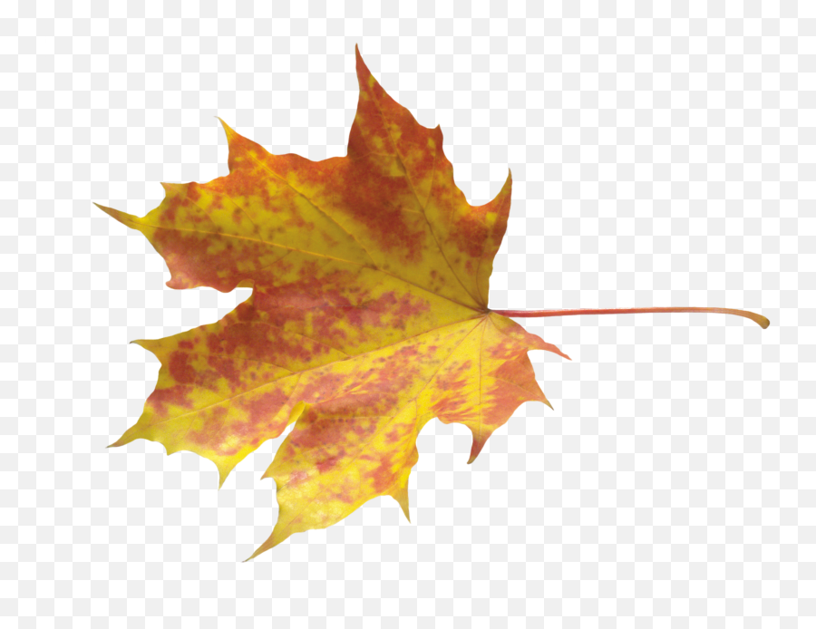 Autumn Leaves Png Image Yellow Leaves Autumn Leaves Leaves - Transparent Yellow Leaves Png Emoji,Maple Leaf Emoji Png