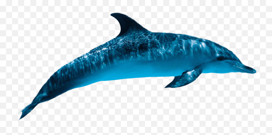 Dolphin Png Transparent Images Png All - Animals In Water Png Emoji,Dolphins And Emotions