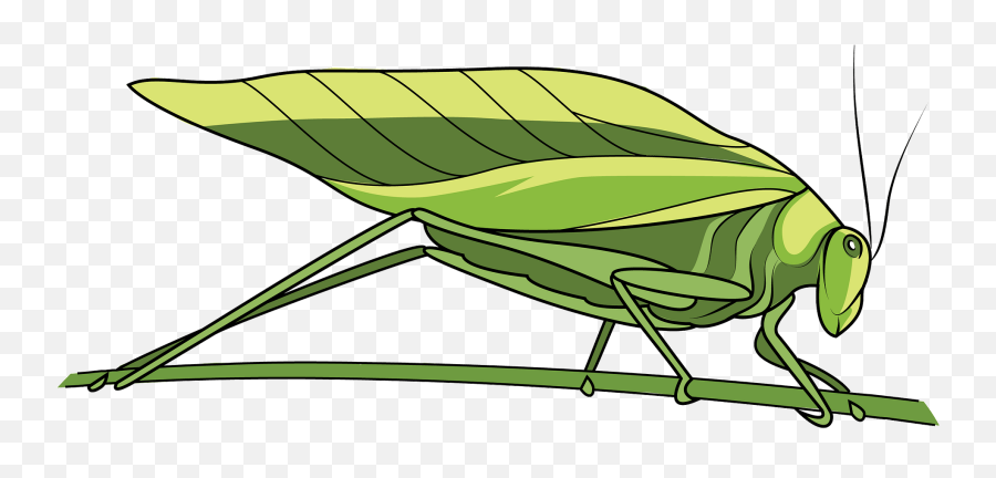 Katydid Leaf Bug Clipart Free Download Transparent Png - Katydid Clipart Emoji,Cardinal Emoji