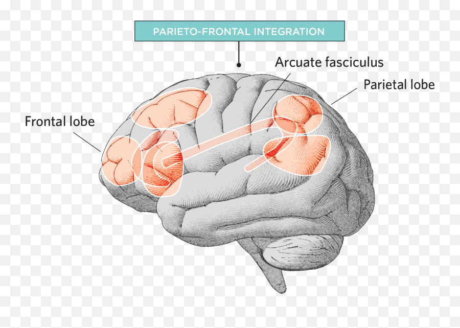 What Makes A Brain Smart - Part Of The Brain Makes You Smart Emoji,Brain Emotion Wiring