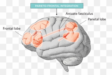What Makes A Brain Smart - Part Of The Brain Makes You Smart Emoji,Brain Emotion Wiring
