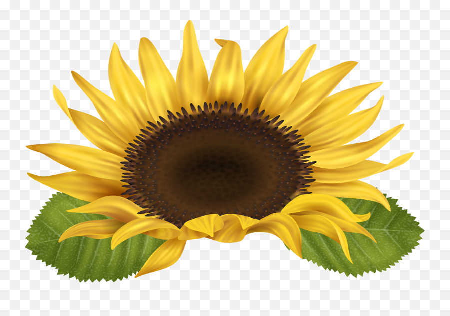 Sun Flower Png Sun Flower Png Transparent Free For Download - Transparent Background Sunflower Clipart Free Emoji,Sun Flower Emoji