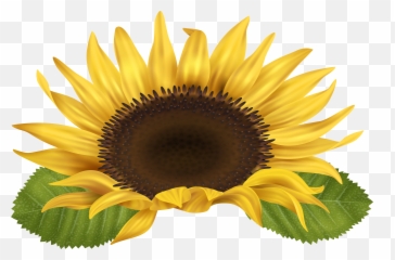 Sun Flower Png Sun Flower Png Transparent Free For Download - Transparent Background Sunflower Clipart Free Emoji,Sun Flower Emoji