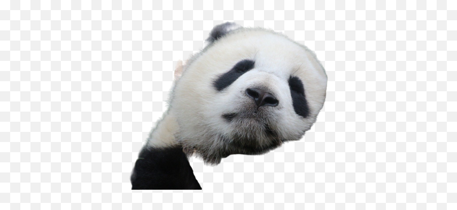 Panda Png Images Download Panda Png Transparent Image With Emoji,Panda Emoji Chibi Png