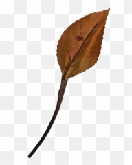 Leaf Png Transparent Image - Freepngdesigncom Emoji,Tea Leaf Emoji