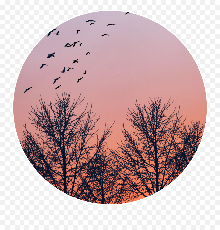 Sunset Bird Sticker - Lovely Emoji,Sunset And Bird Emoji