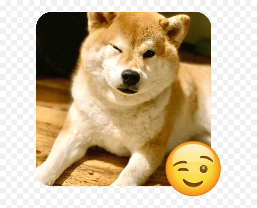 These 20 Doggies Are Totally Ready For World Emoji Day - Hokkaido Dog,I Don't Know Emoji