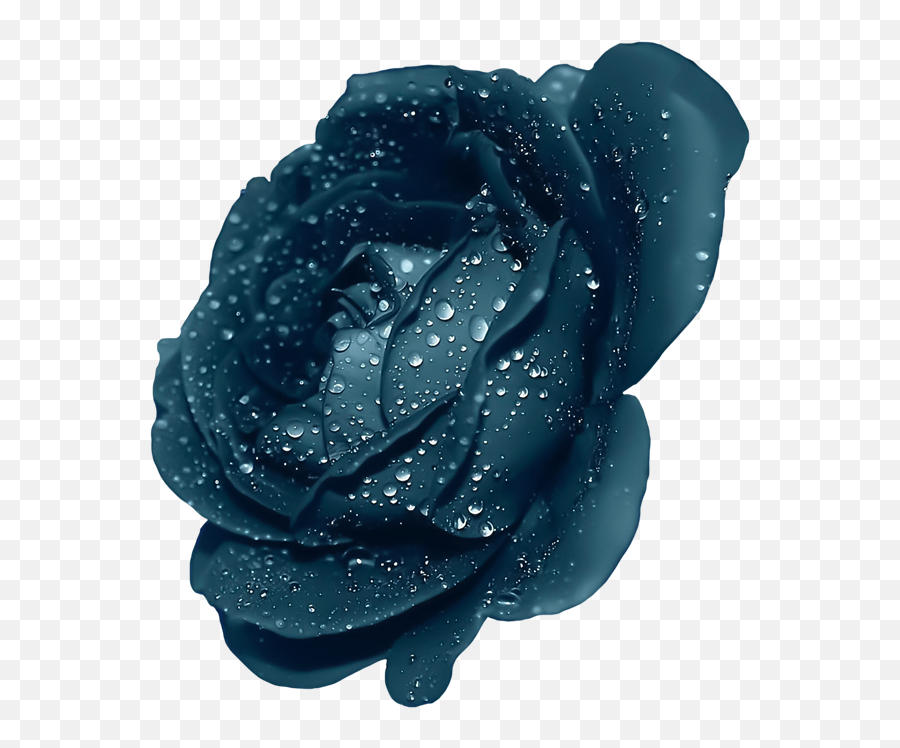 Dew On Roses - Dark Blue Png Flowers Emoji,Blue Rose Emoji