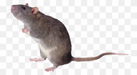 Chatbox Archive Page 811 Leaguegaming - Your Virtual Career Rat Transparent Background Emoji,69 Rat Emoji