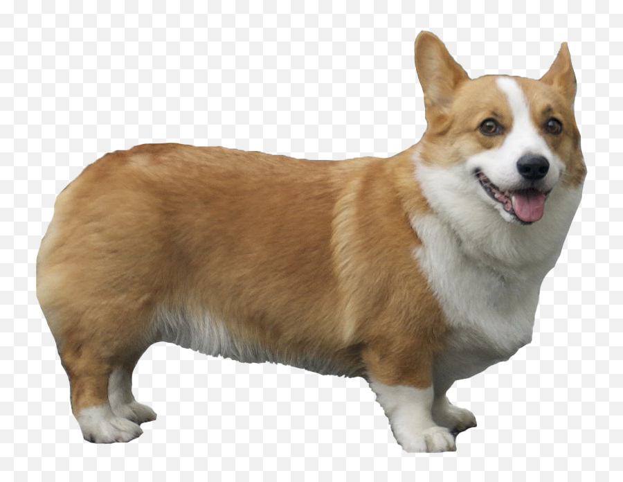 Corgi Png Pic - Corgi Png Transparent Emoji,Pembroke Welsh Corgi Emojis