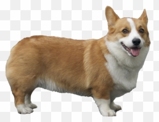 Corgi Png Pic - Corgi Png Transparent Emoji,Pembroke Welsh Corgi Emojis