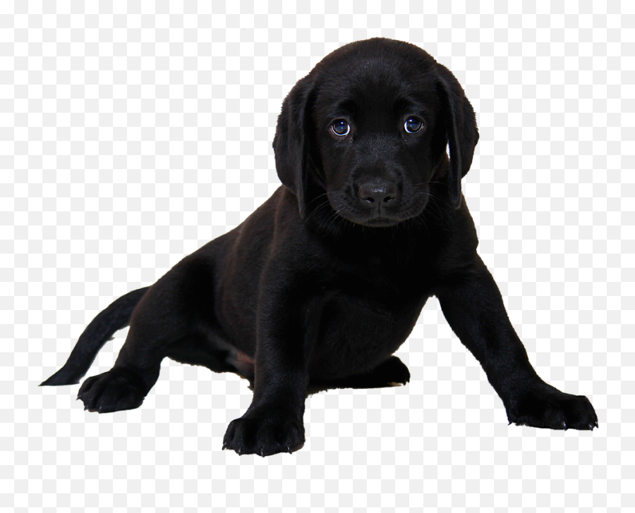 Labrador Retriever Png Images - Black Labrador Puppy White Background Emoji,Emojis Lab Pups