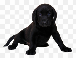 Labrador Retriever Png Images - Black Labrador Puppy White Background Emoji,Emojis Lab Pups