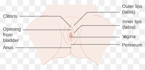 You Asked It What Is A Vulva - Mount Sinai Adolescent Emoji,Lips Different Emotions