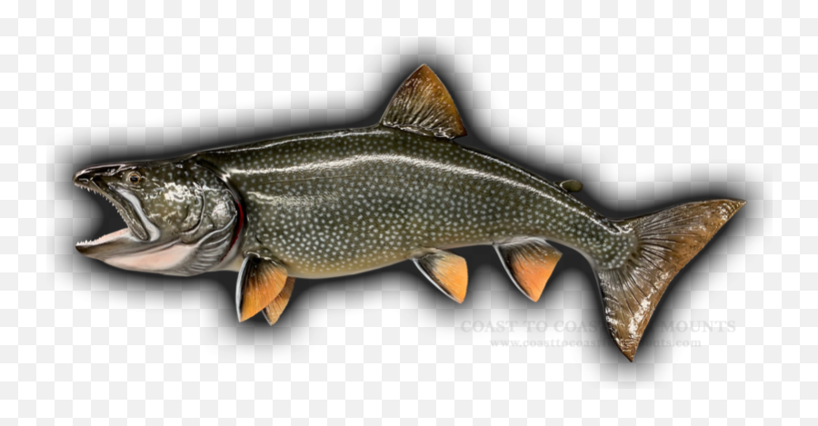 40 Lake Trout Fish Mount Replica 713 Emoji,Arowana Fish Emotion