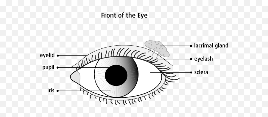 The Eyes - Front Basic Eye Diagram Emoji,Emotions Through Eyes