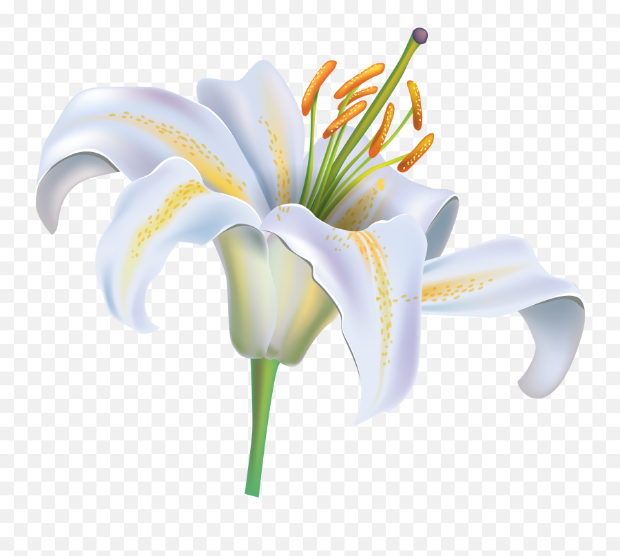 White Lily - Lily Flower Png Clipart Emoji,Lilly Emoji