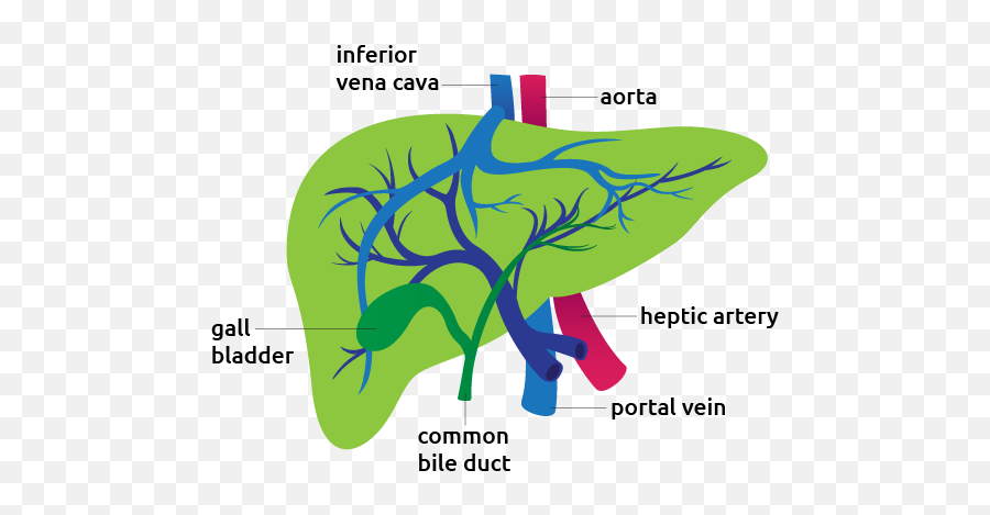 Liver - Transplant Living Liver In Detail Emoji,Emotion Arragens