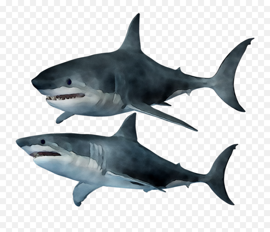Great White Shark Tiger Shark Requiem Sharks Squaliform - Great White Sharks Png Emoji,Why Is The Shark Facebook Emoticon Gone?