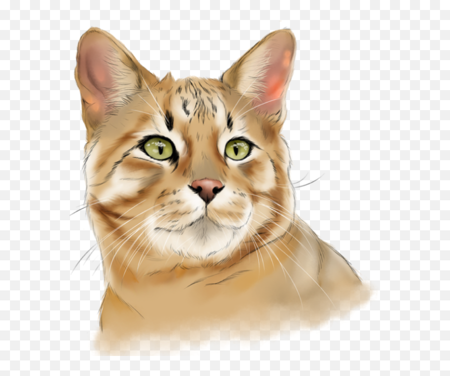 October 12 2017 Big Cat Rescue - Domestic Cat Emoji,Sassy Cat Emoticon