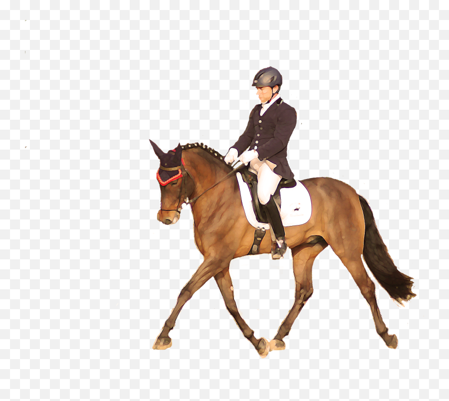 Home - Dressage Sotogrande Bridle Emoji,Emotion Horse Rider Metaphor