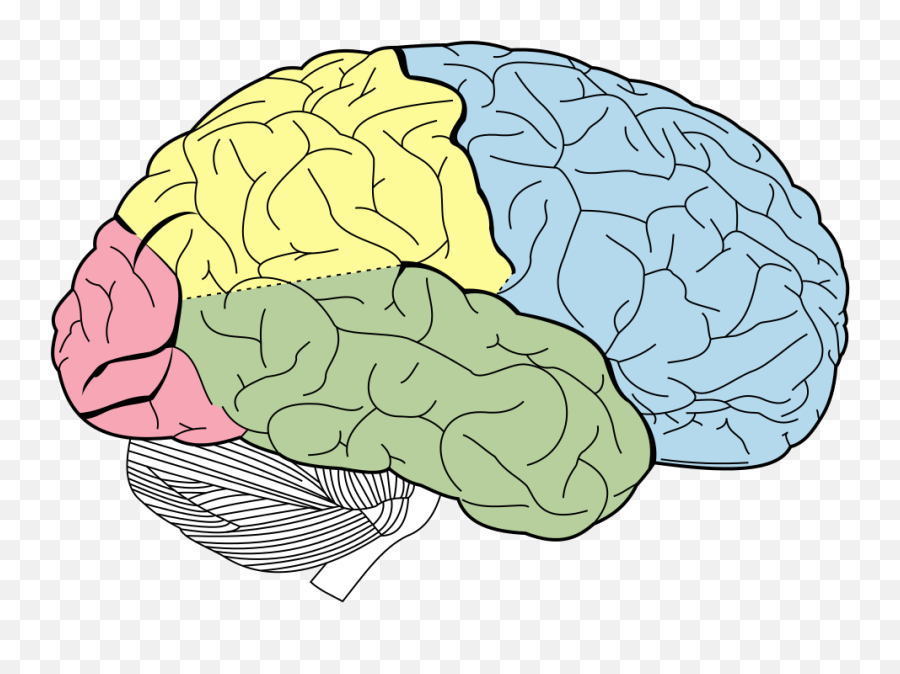 How Big Is The Human Brain - Lobes Of The Brain Transparent Emoji,Brain Lobes Emotion Intellect Personality