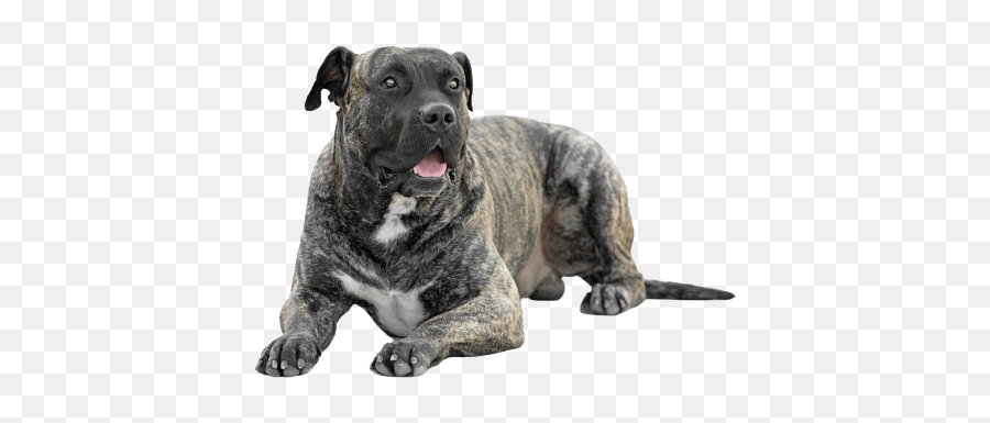 Dogs With The Strongest Bite Force U0026 Jaw Pressures Top 15 List - Dogo Canario Emoji,German Sheppherd Emotions Based On Ears